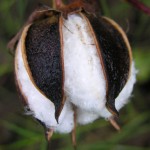 Cotton Plant photo by Judy Baxter
